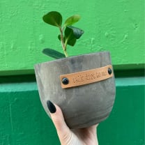 Talk Dirt To Me Paulownia Wood Planter | 5" Tall