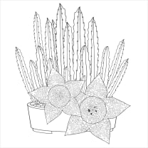 Succulents Adult Coloring Book | 31 Relaxing Plants Illustrations