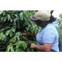 Cafe Sofisticada (Female Farmed Guatemala Blend)