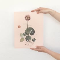 Sweet Clover 11" x 14" Art Print | Copper Details | Unframed