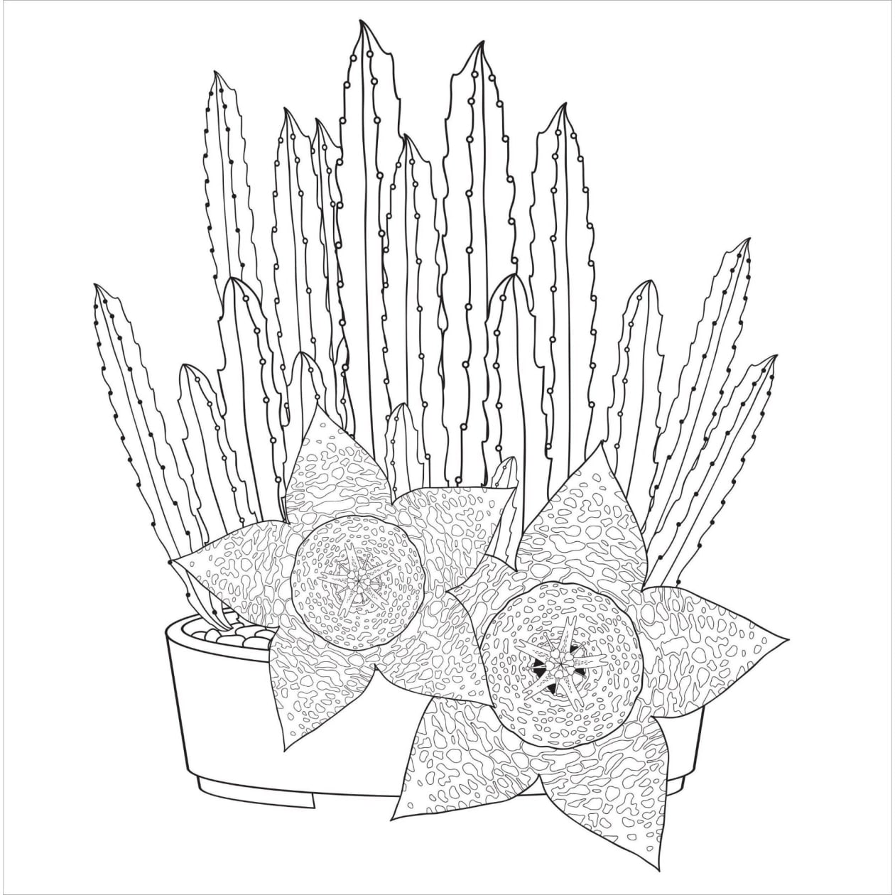 Succulents Adult Coloring Book | 31 Relaxing Plants Illustrations