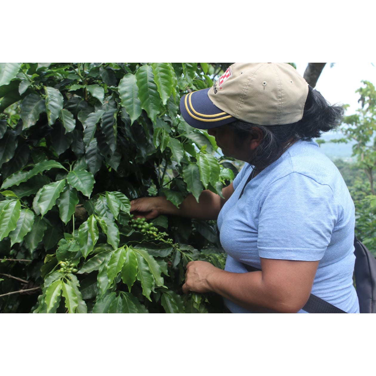 Cafe Sofisticada (Female Farmed Guatemala Blend)