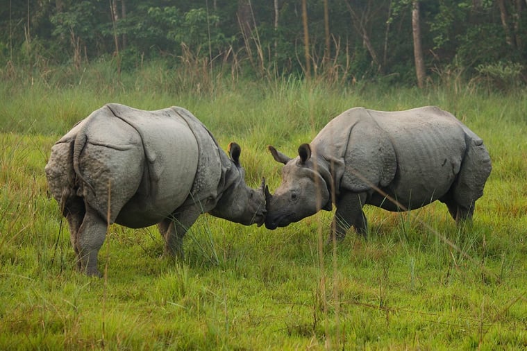 Two rhinos interacting in grass