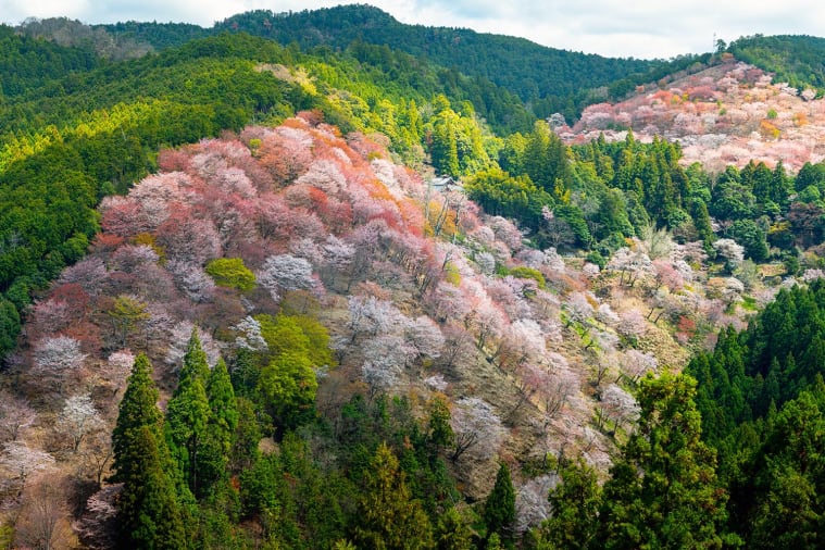 Cherry blossom season Mount Yoshino