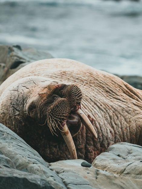 Meet the internet's latest niche micro celeb: Freya the walrus