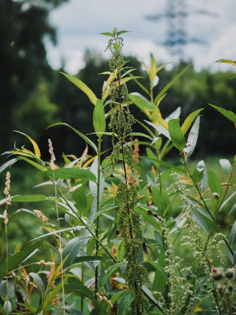  Can a common weed help drought-proof our food supply?