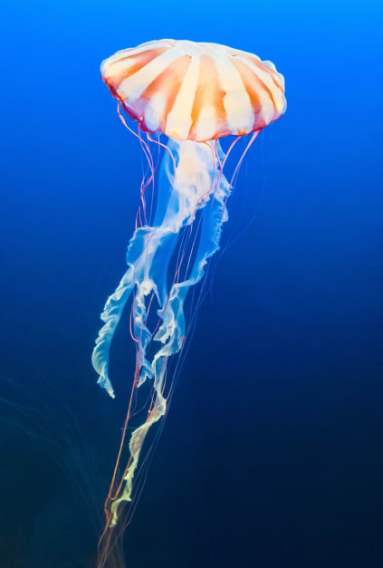 Could jellyfish DNA hold the secret to ever-lasting life?