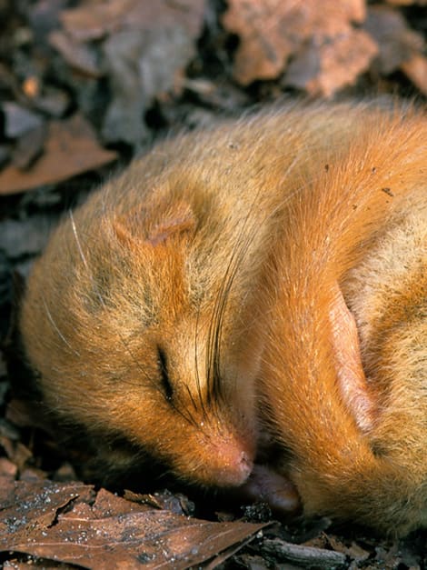 Humans might be able to hibernate