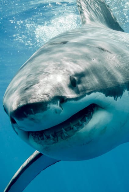 Sharks get their apology from Spielberg, Phoebe Bridgers has a (chicken shop) date and more great news from this week