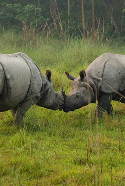 Put your tusks in the air: Indian rhinos were poacher-free in 2022