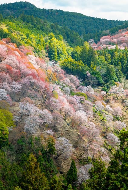 Every cherry blossom season, this Japanese forest becomes a bubble-gum pink oasis
