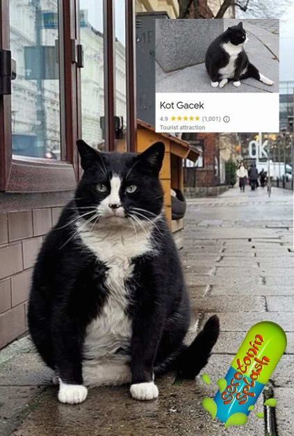 This Polish cat is winning over the hearts (and ratings) of tourists