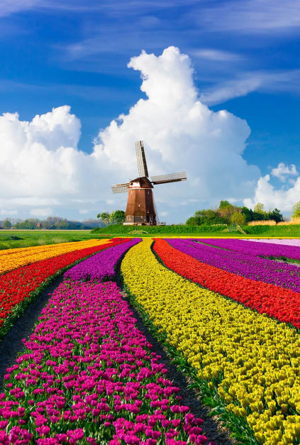 Fields explode with colour as the Netherlands' tulip festival arrives