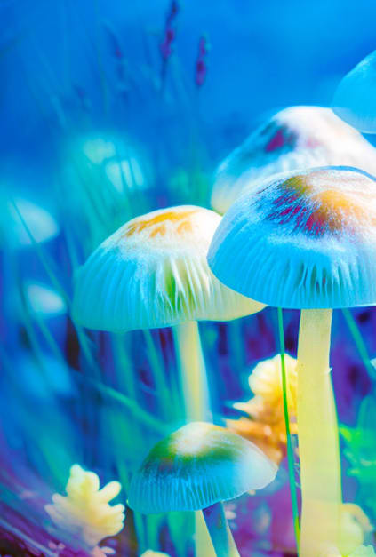 Feel the magic? International study points to psyilocybin as depression cure