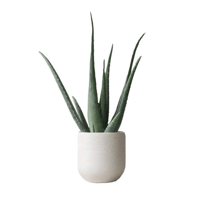 Leaf Envy - Aloe Vera Plant