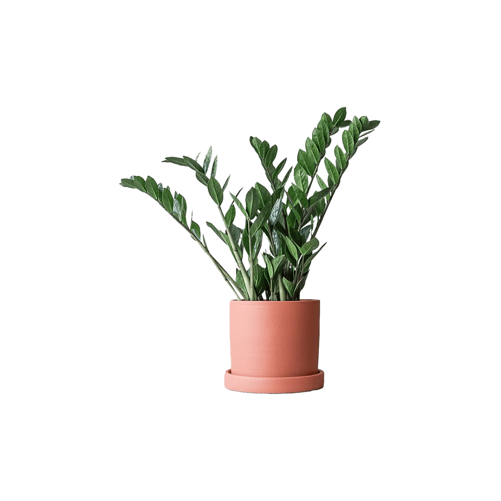 ZZ Plant