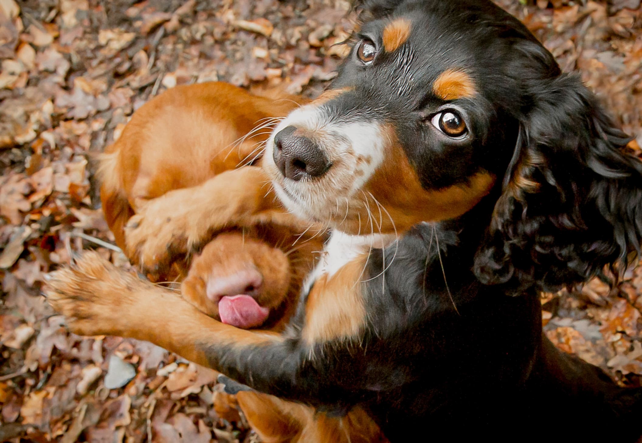 Comedy Pet Photo Awards: Hilarious photos of pets doing the