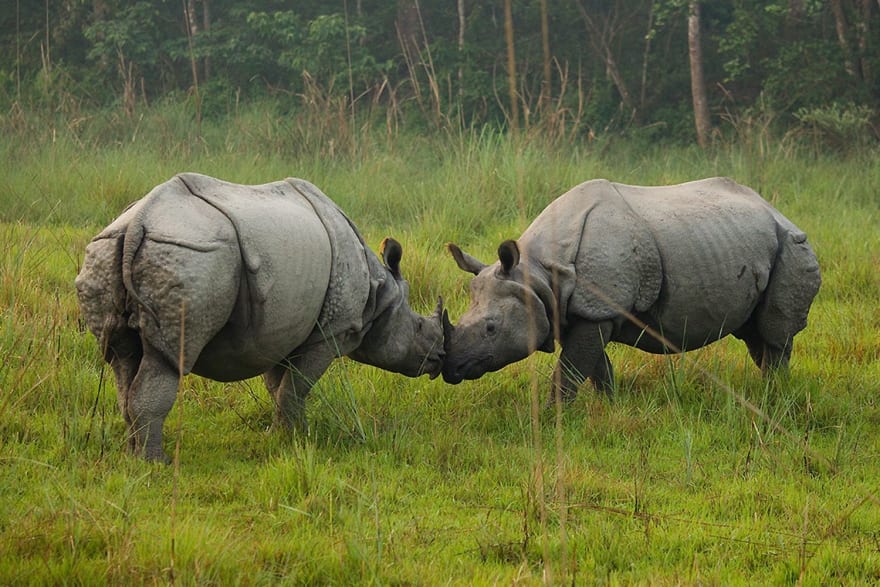 Two rhinos interacting in grass