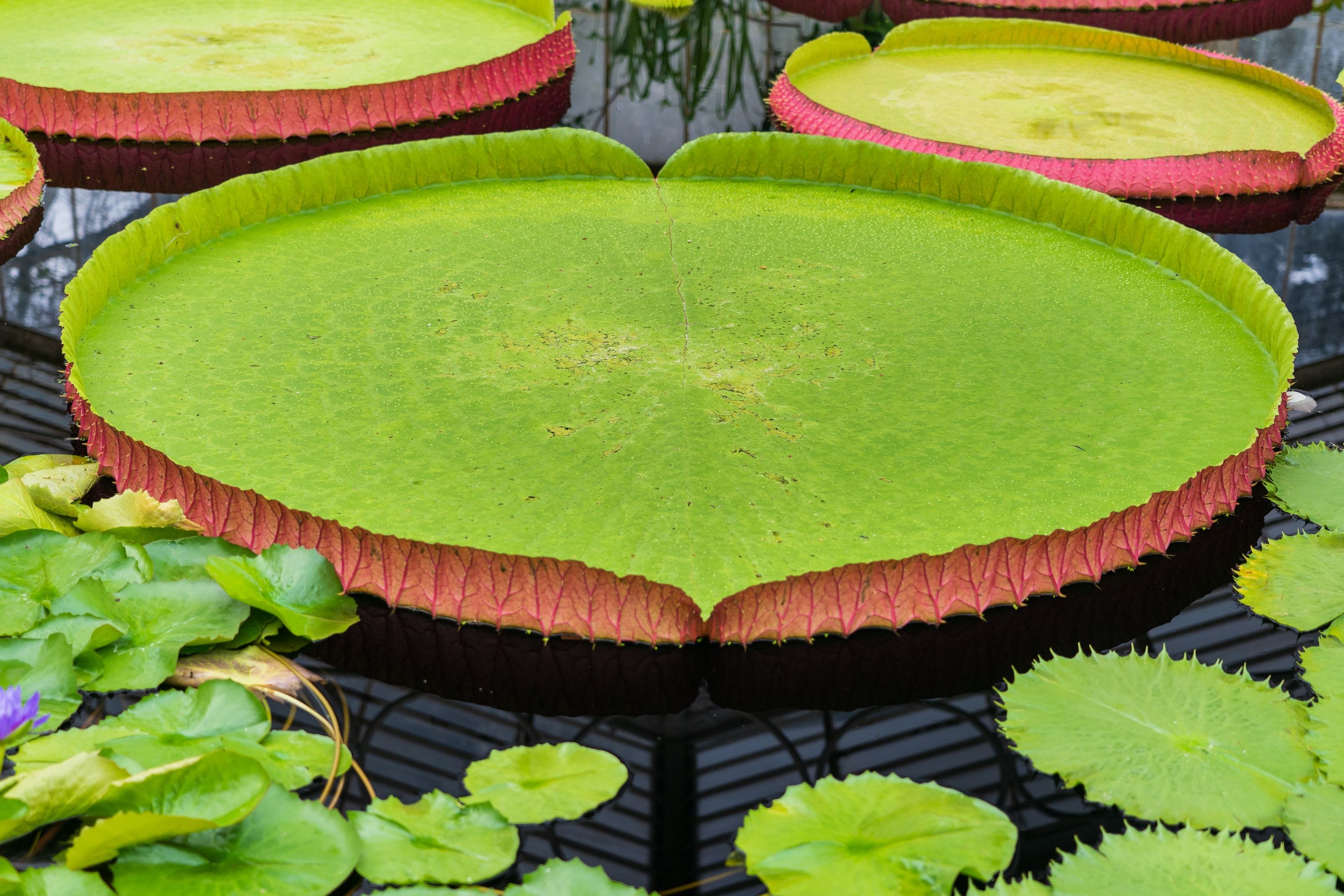 World’s largest species of water lily discovered in... London?!