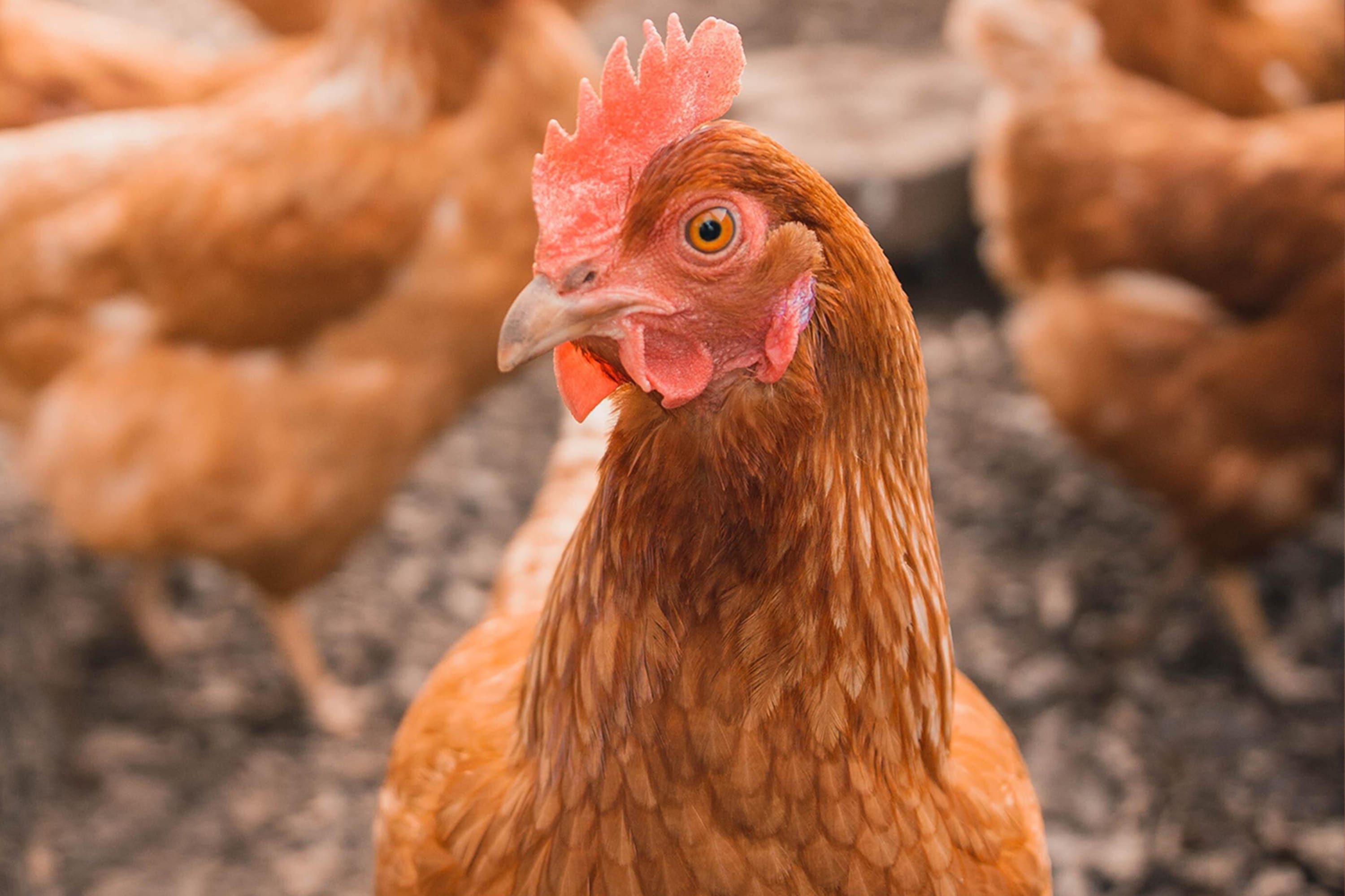 Chicken Run rebooted? Hen hitch-hikes on underside of pickup truck