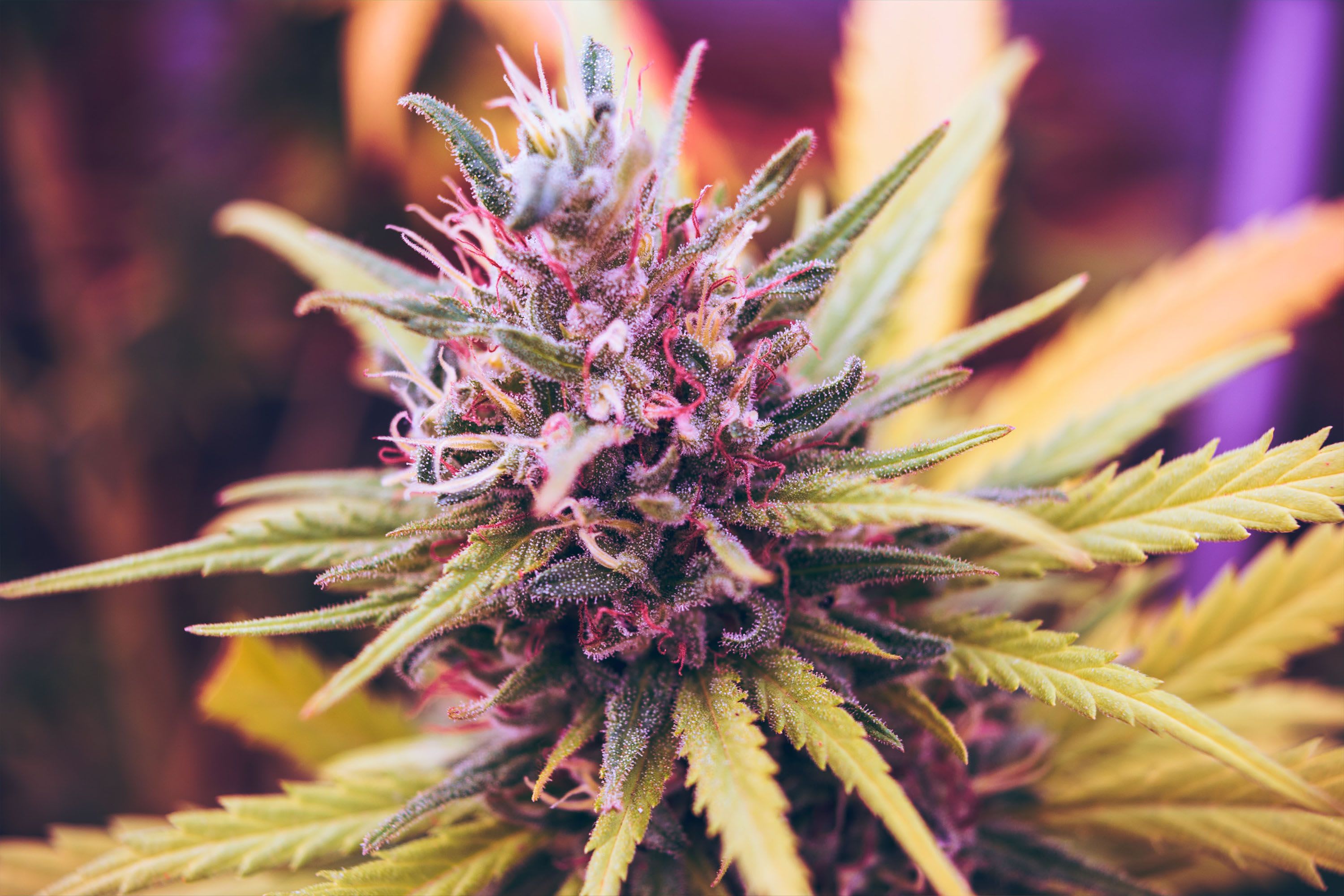 The truth about medical cannabis in the UK
