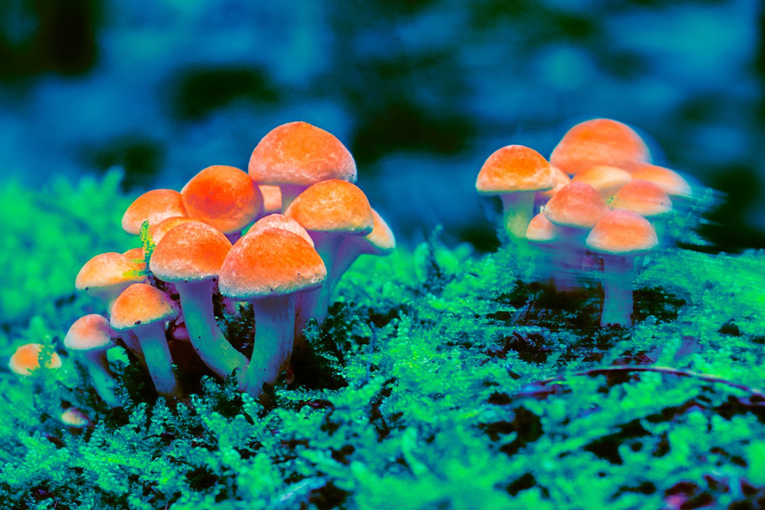 Here’s your guide to medicinal mushrooms